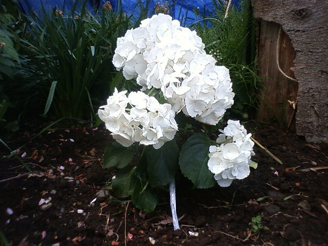 Hd限定白い アジサイ 種類 最高の花の画像