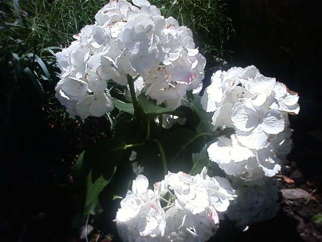紫陽花の育て方 白いホワイトアジサイ 紫陽花 庭を華やかにするグリーングローブ